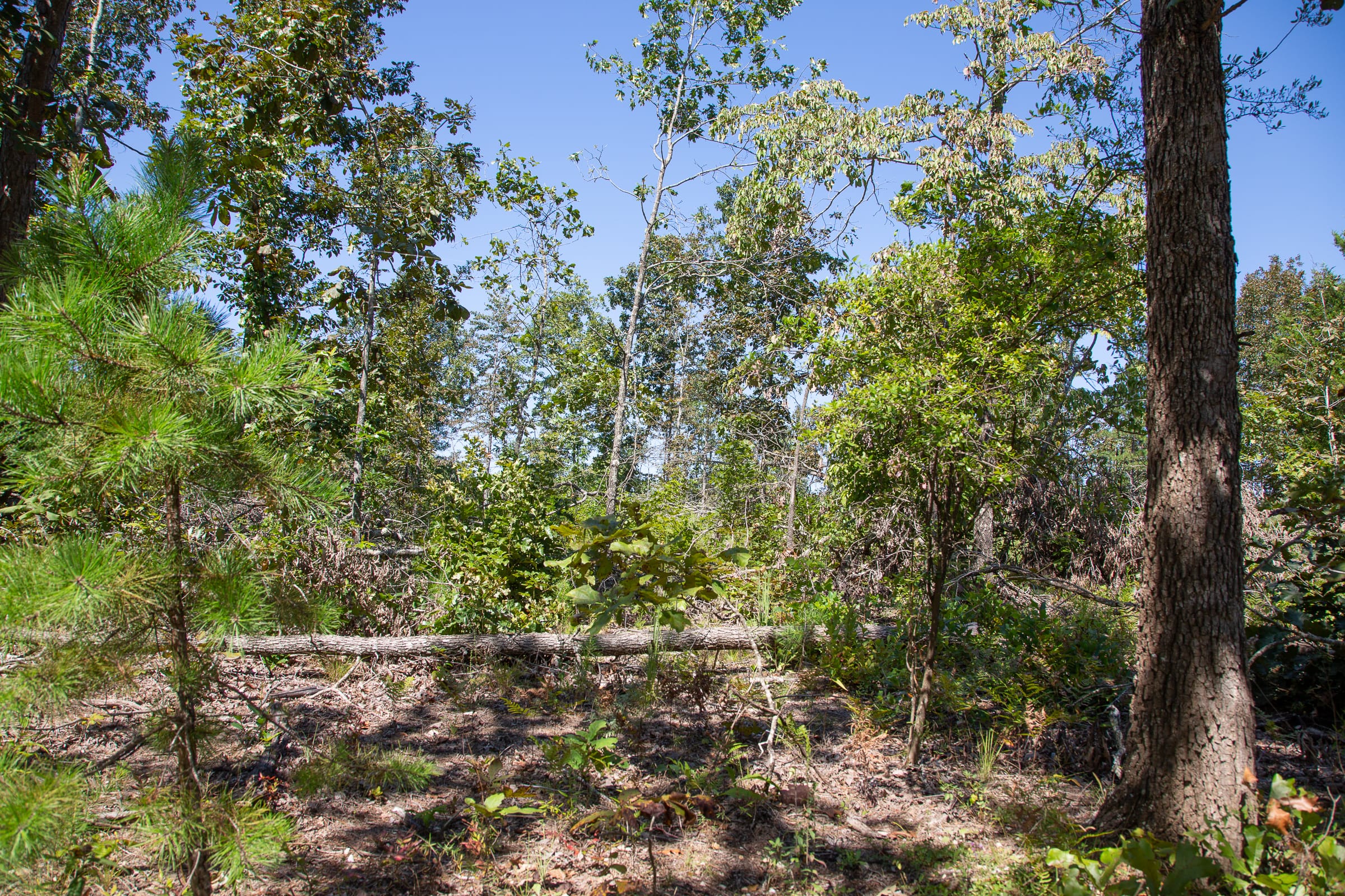 Borgmann’s Hollow Phase III Tract 85 photo 9