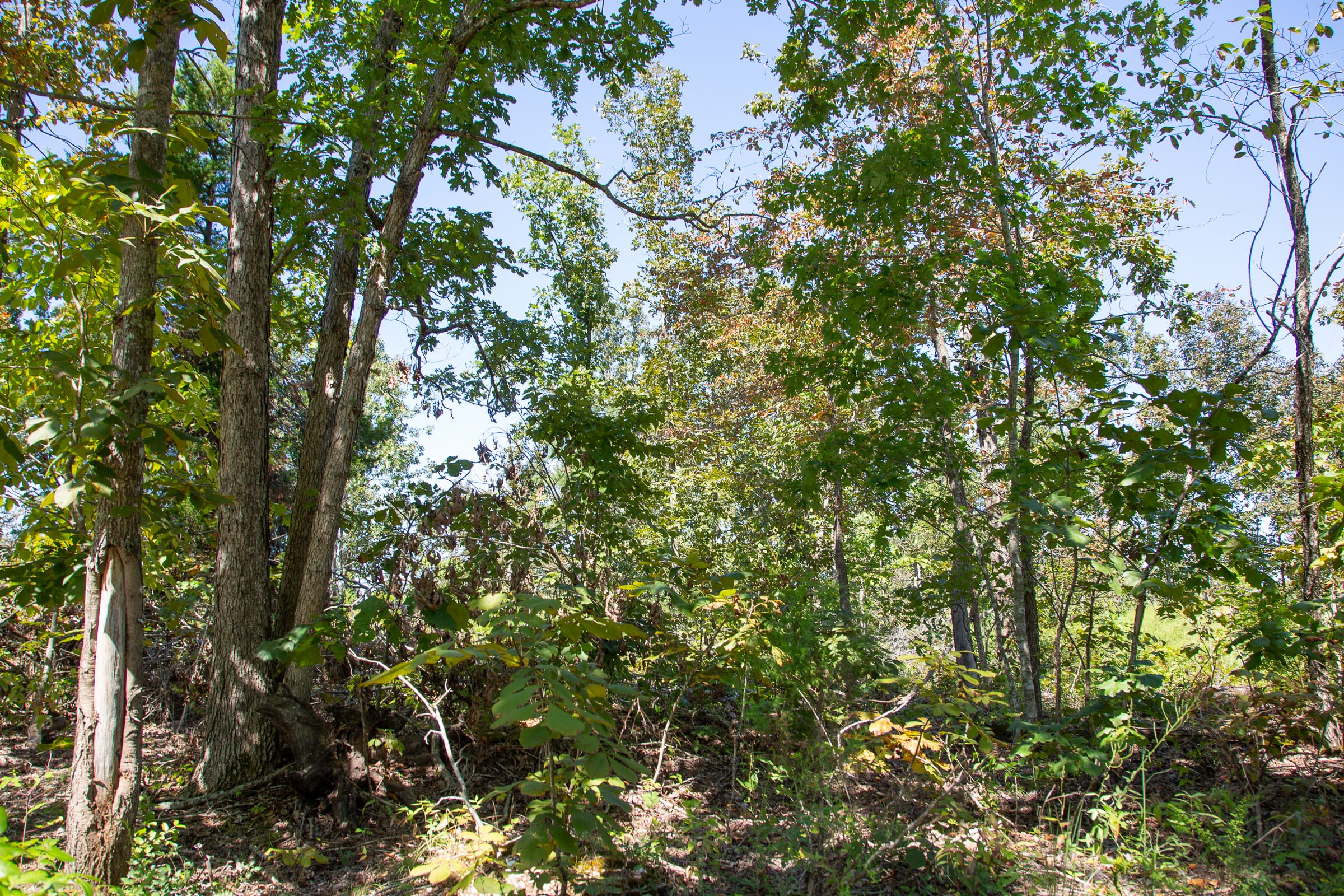 Borgmann’s Hollow Phase III Tract 85 photo 10