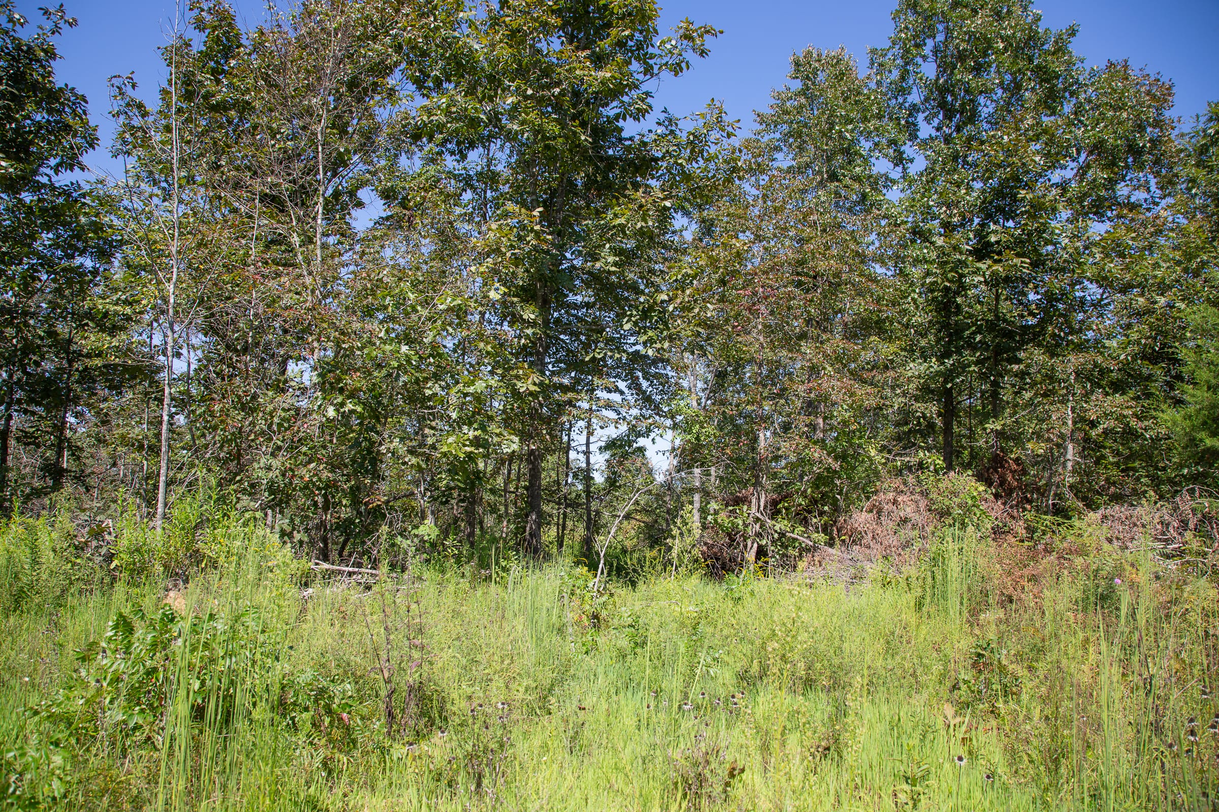 Borgmann’s Hollow Phase III Tract 85 photo 13