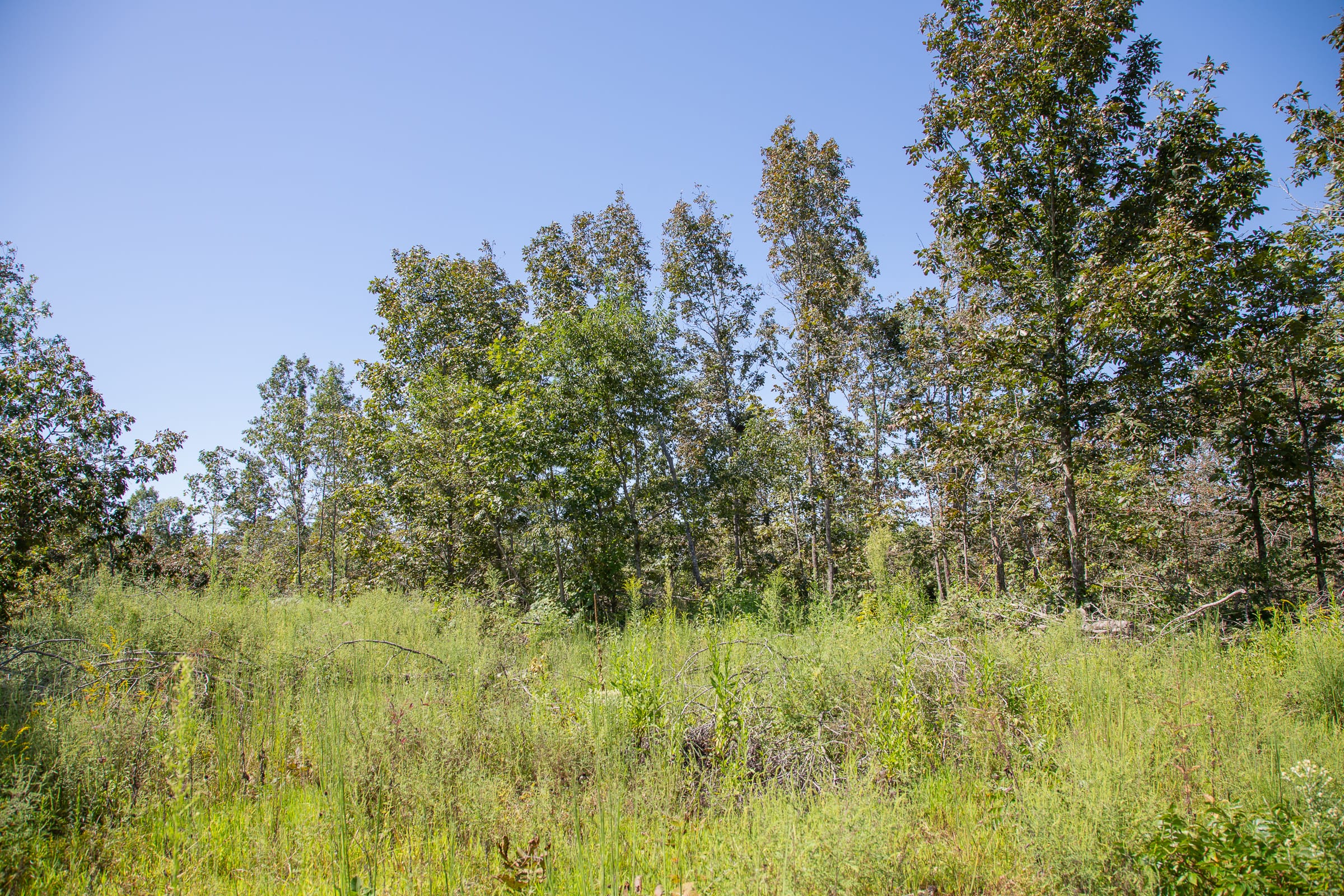Borgmann’s Hollow Phase III Tract 85 photo 14