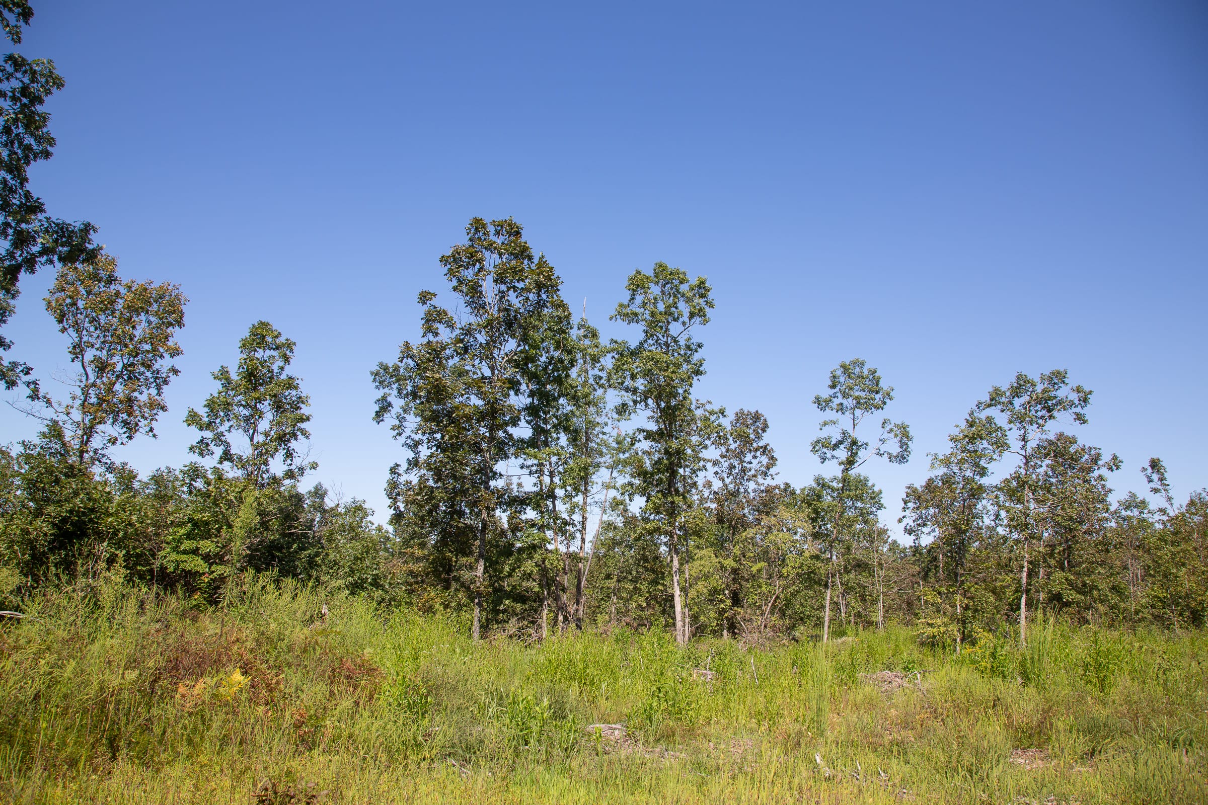 Borgmann’s Hollow Phase III Tract 85 photo 15