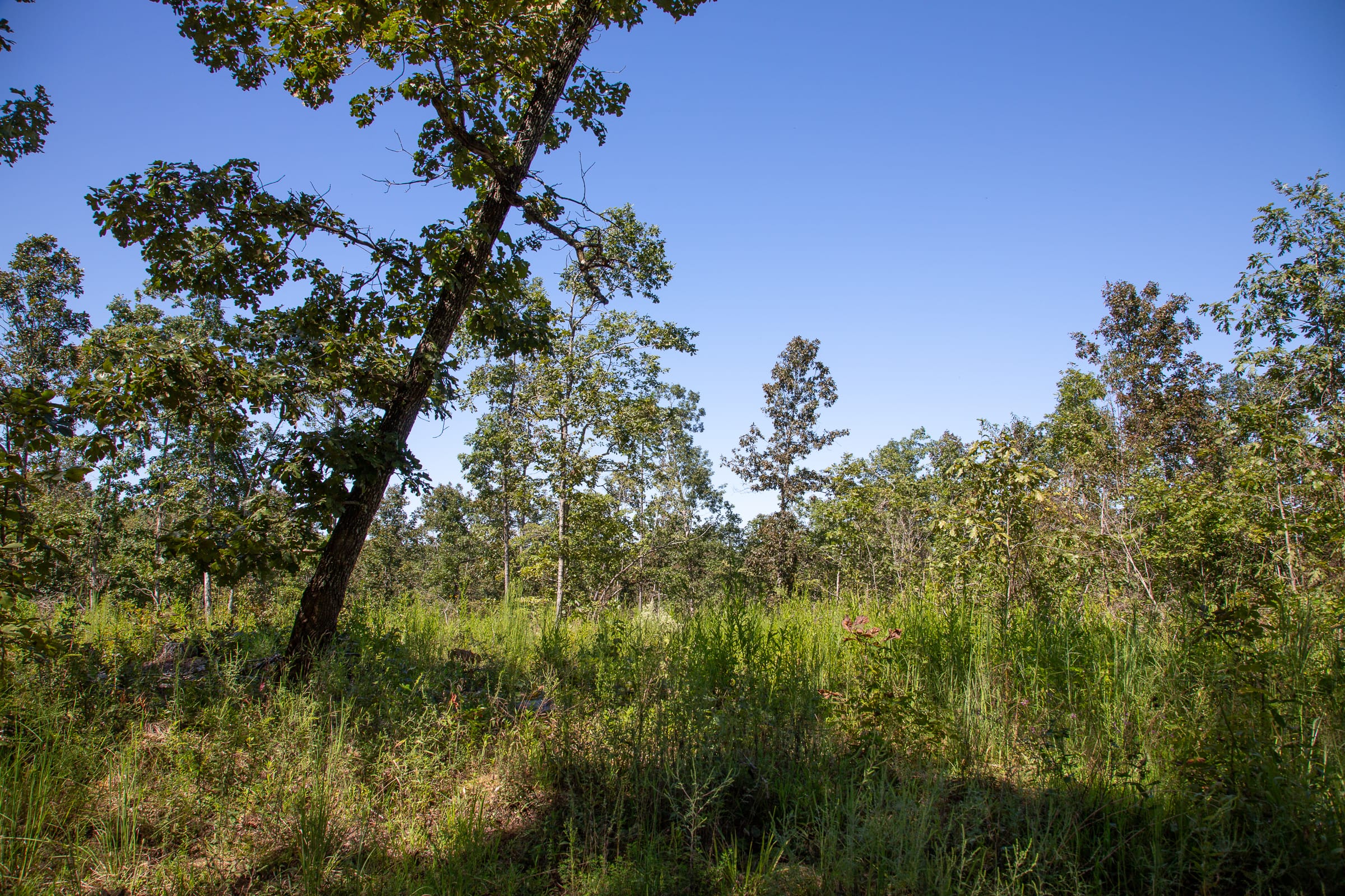 Borgmann’s Hollow Phase III Tract 85 photo 16
