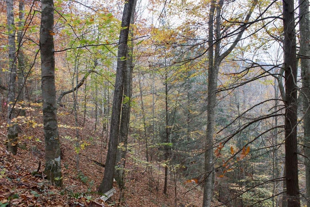 Autumn Ridge Tract 2 photo 6