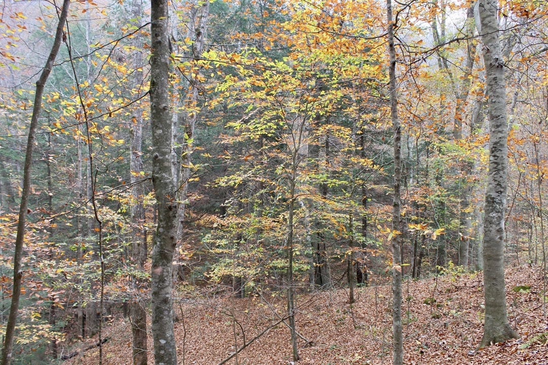 Autumn Ridge Tract 2 photo 7