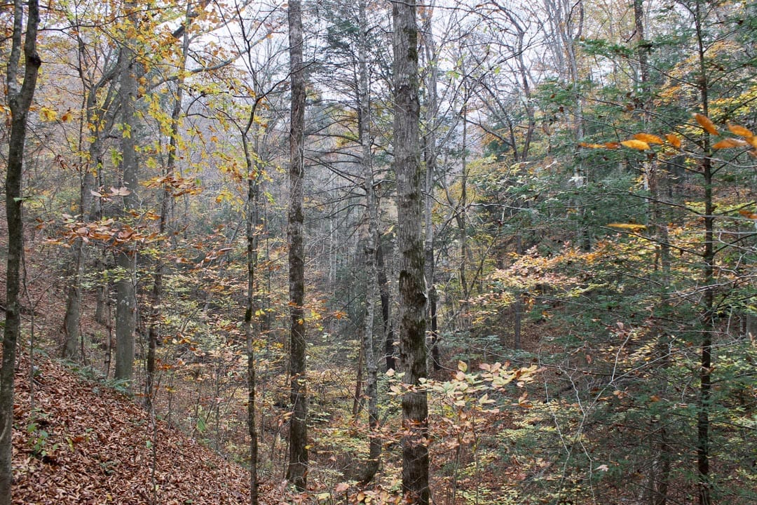 Autumn Ridge Tract 2 photo 8
