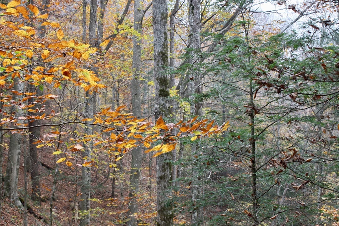 Autumn Ridge Tract 2 photo 14