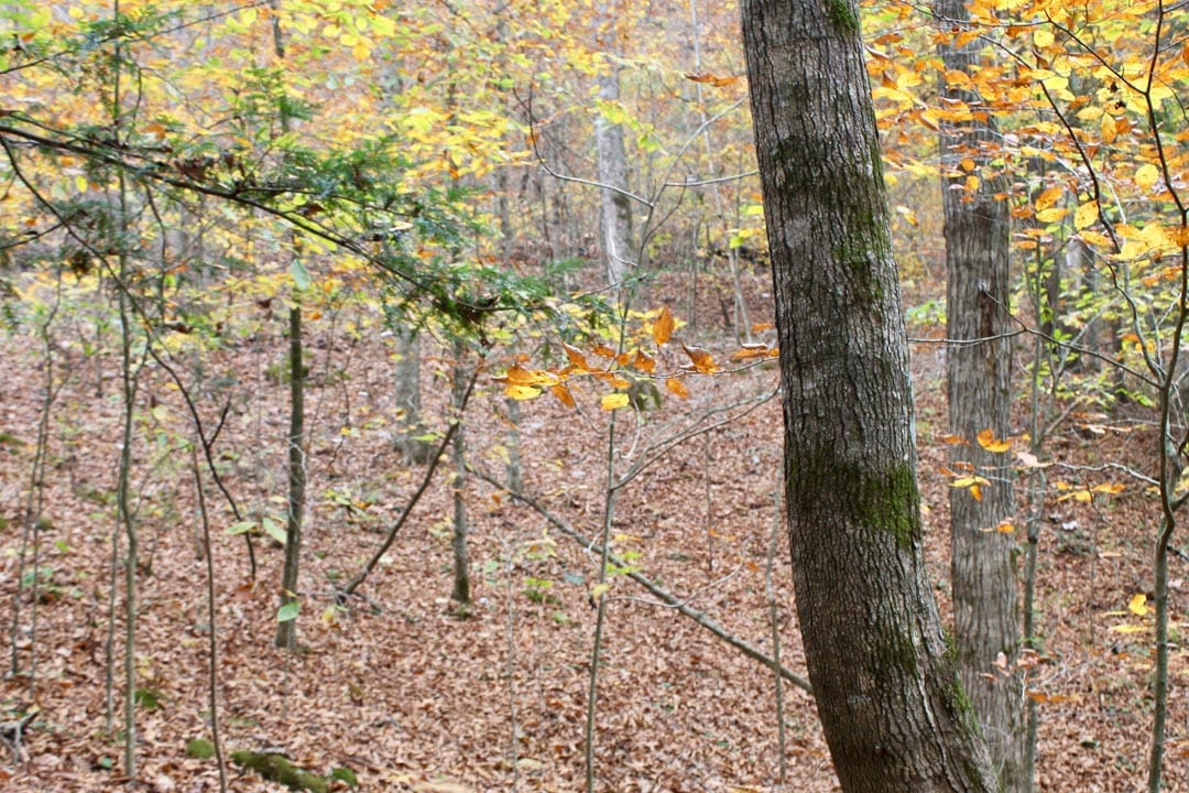 Autumn Ridge Tract 2 photo 15