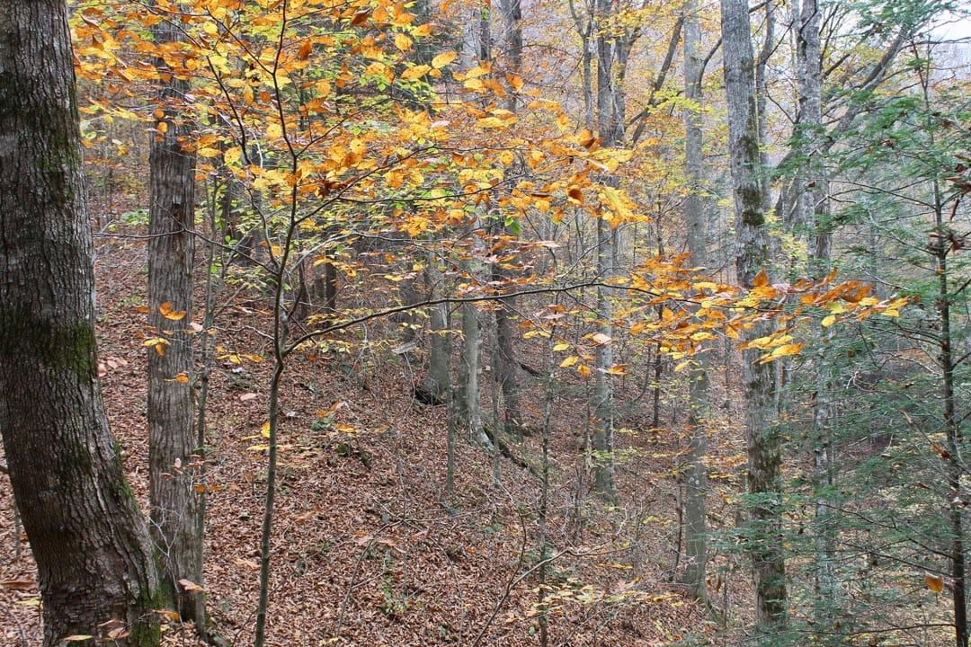 Autumn Ridge Tract 2 photo 16