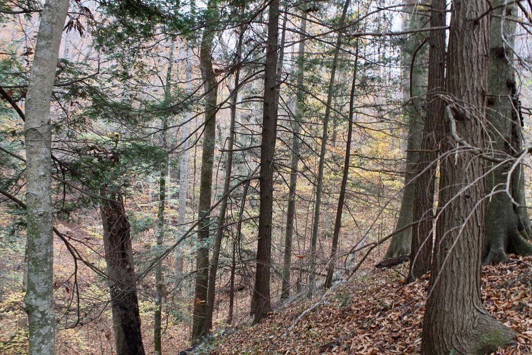 Autumn Ridge Tract 2 photo 17