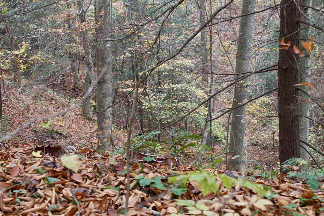 Autumn Ridge Tract 2 photo 23