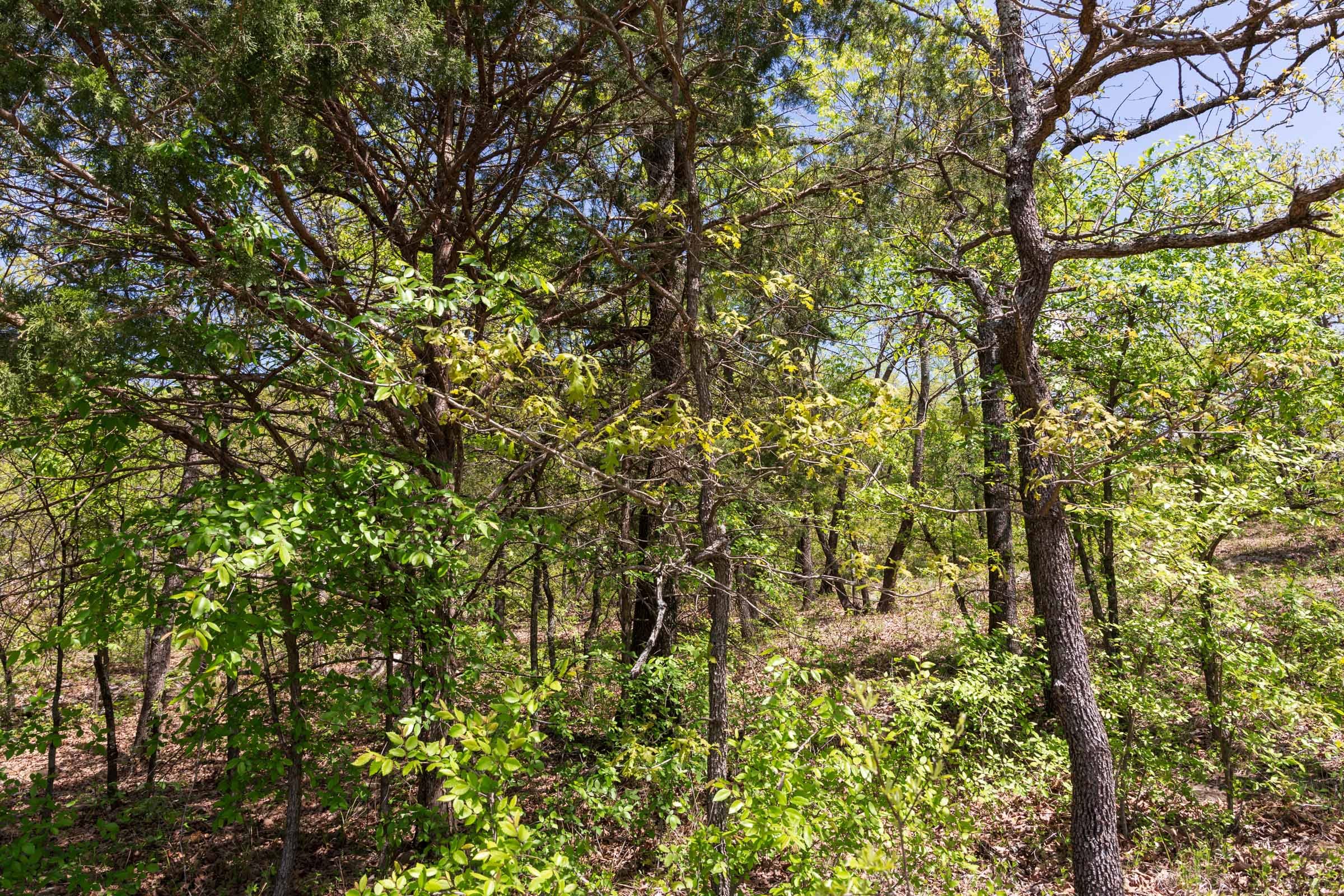 Allie’s Acres Tract 4 photo 1