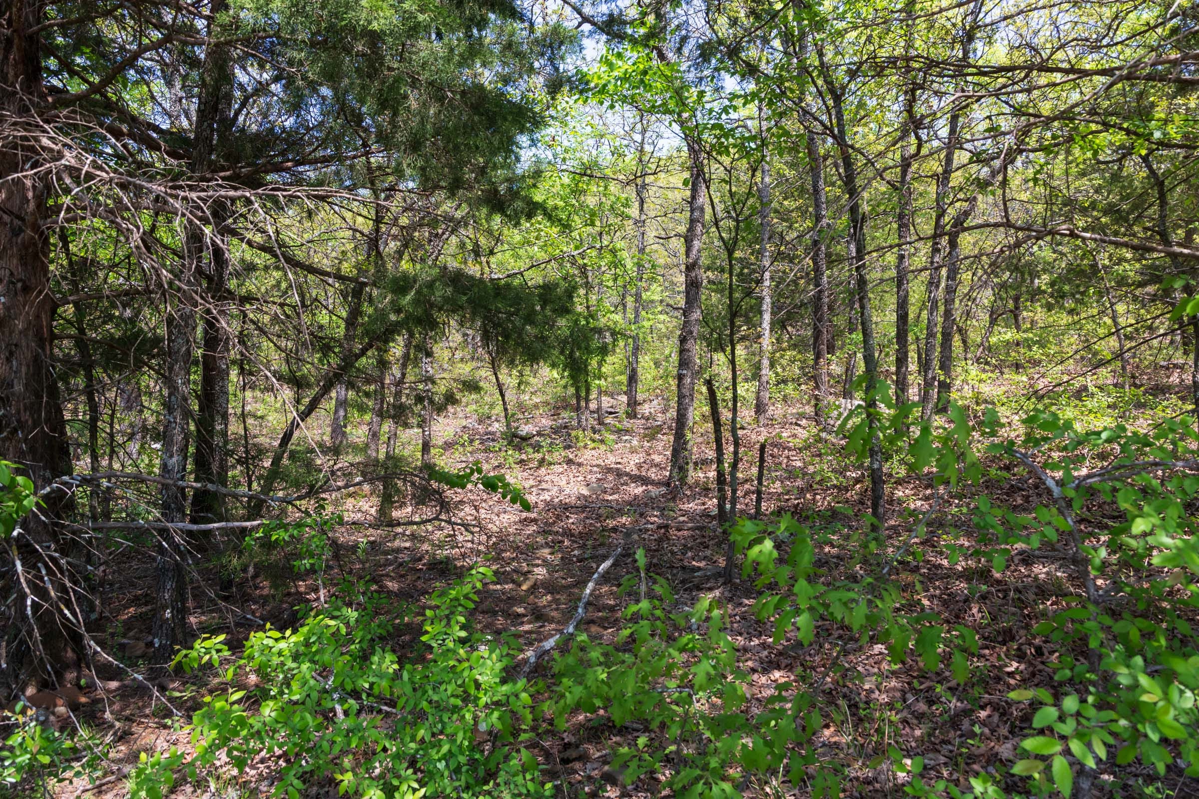 Allie’s Acres Tract 4 photo 2