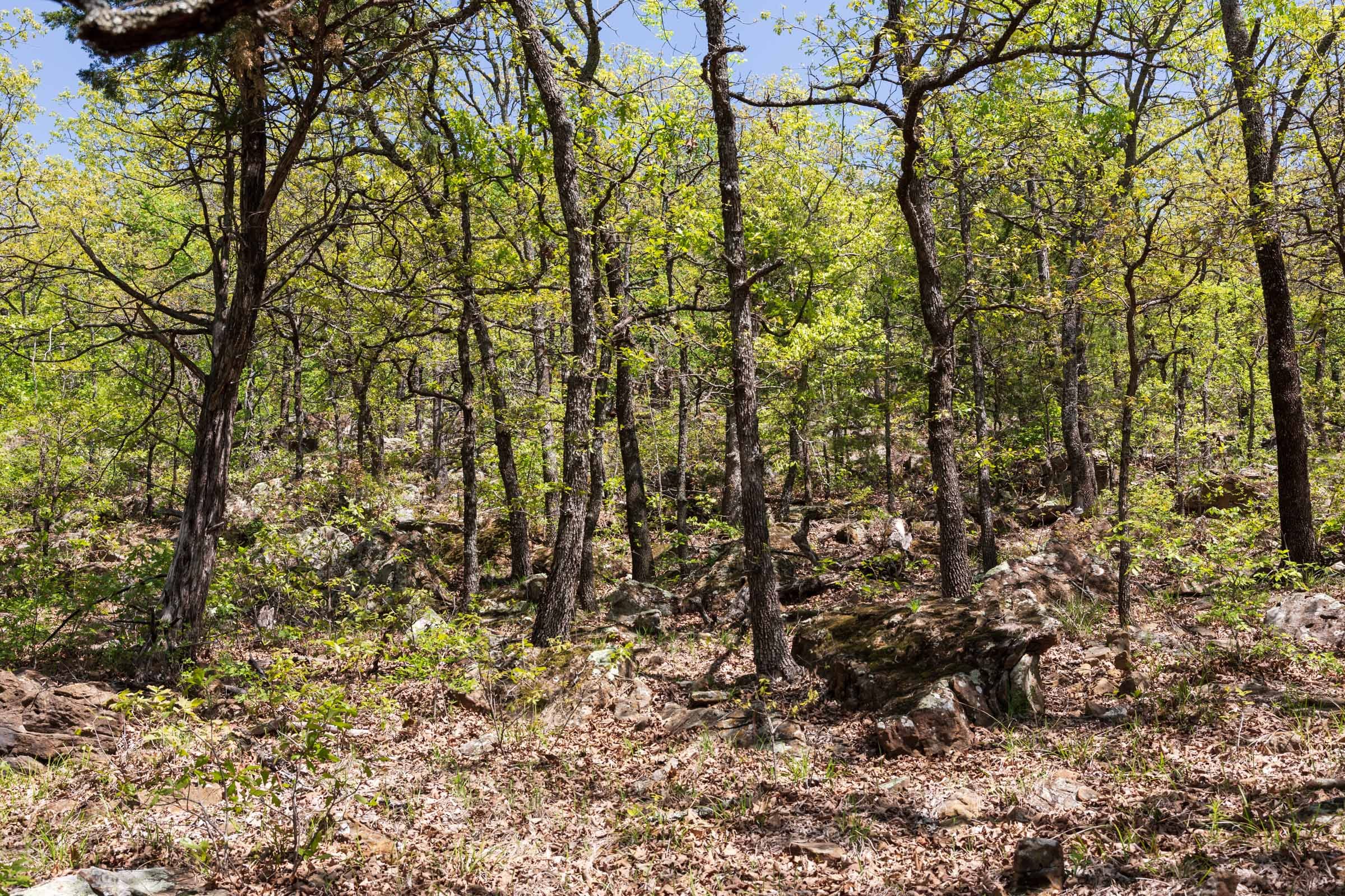 Allie’s Acres Tract 4 photo 3