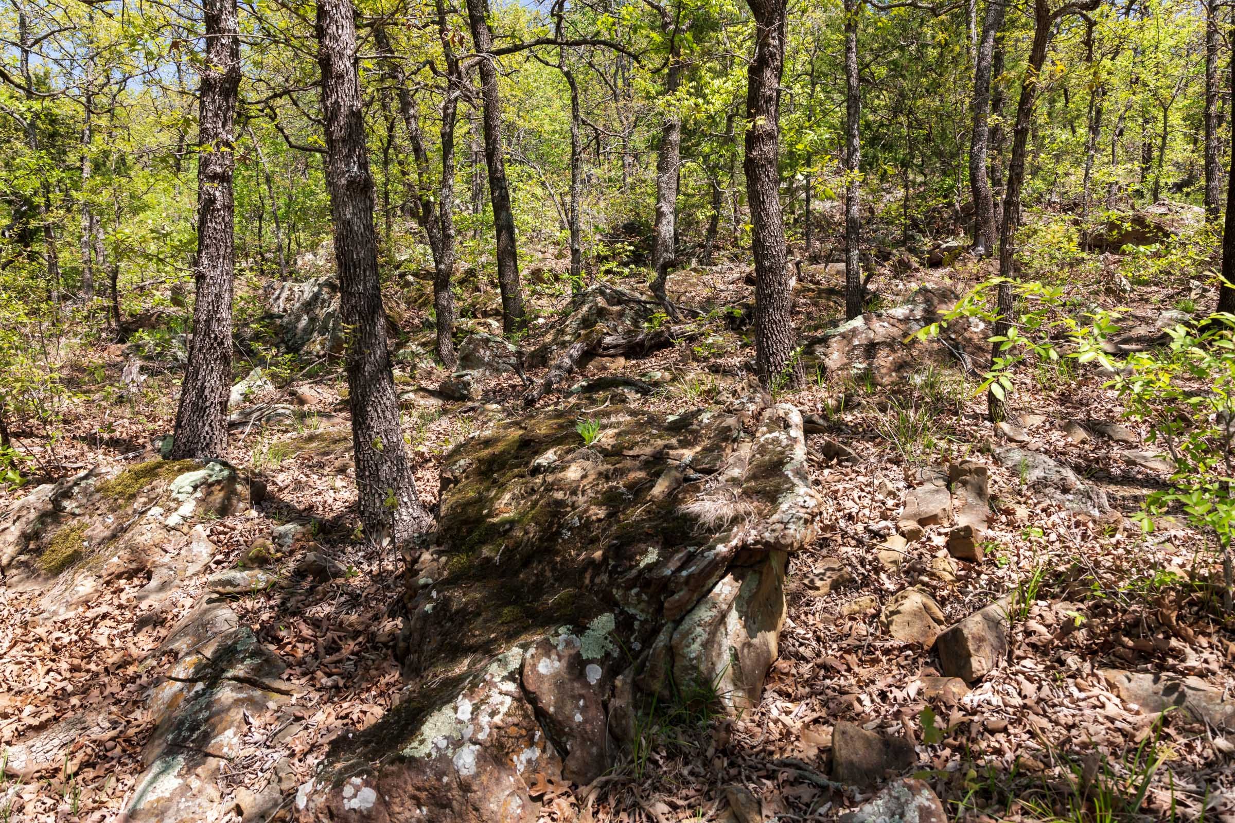 Allie’s Acres Tract 4 photo 4