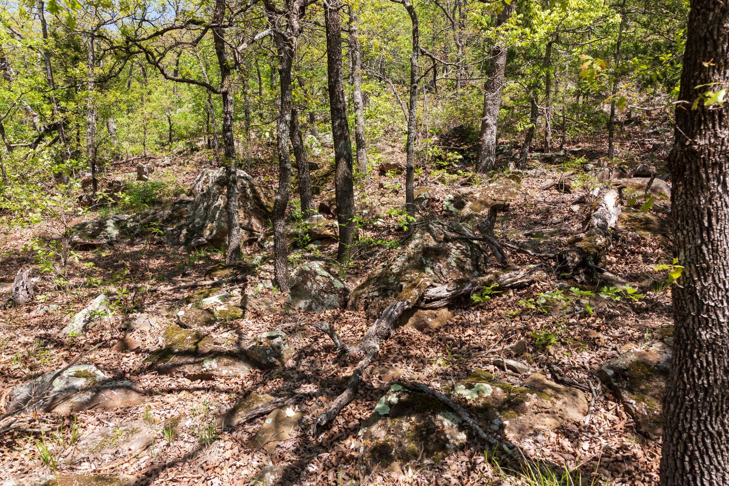 Allie’s Acres Tract 4 photo 5