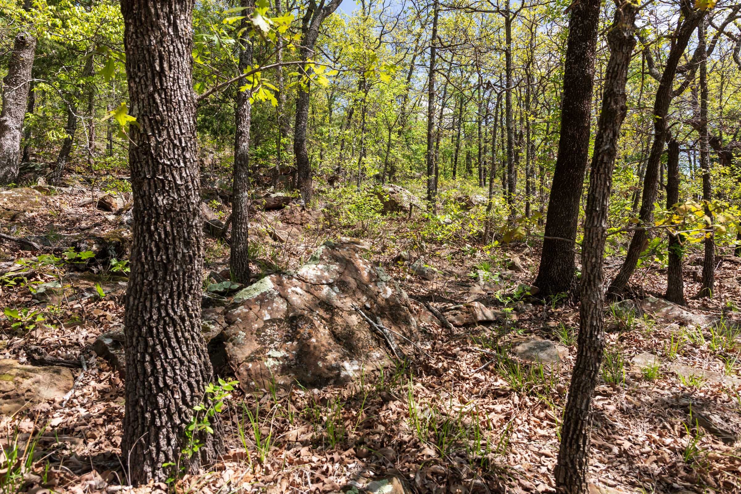 Allie’s Acres Tract 4 photo 6