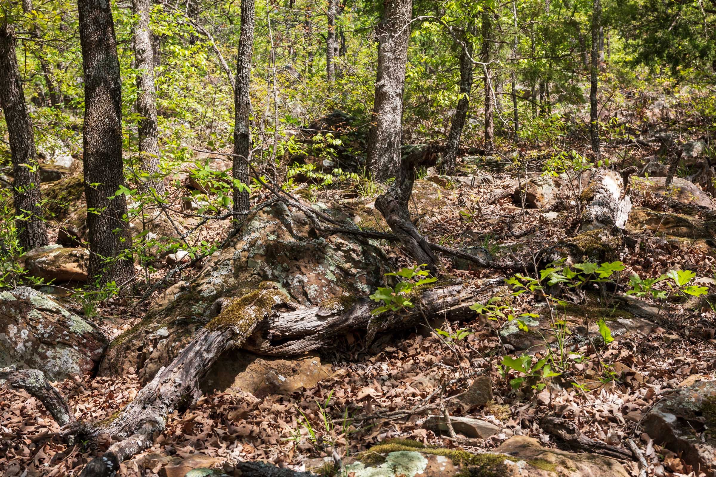 Allie’s Acres Tract 4 photo 11
