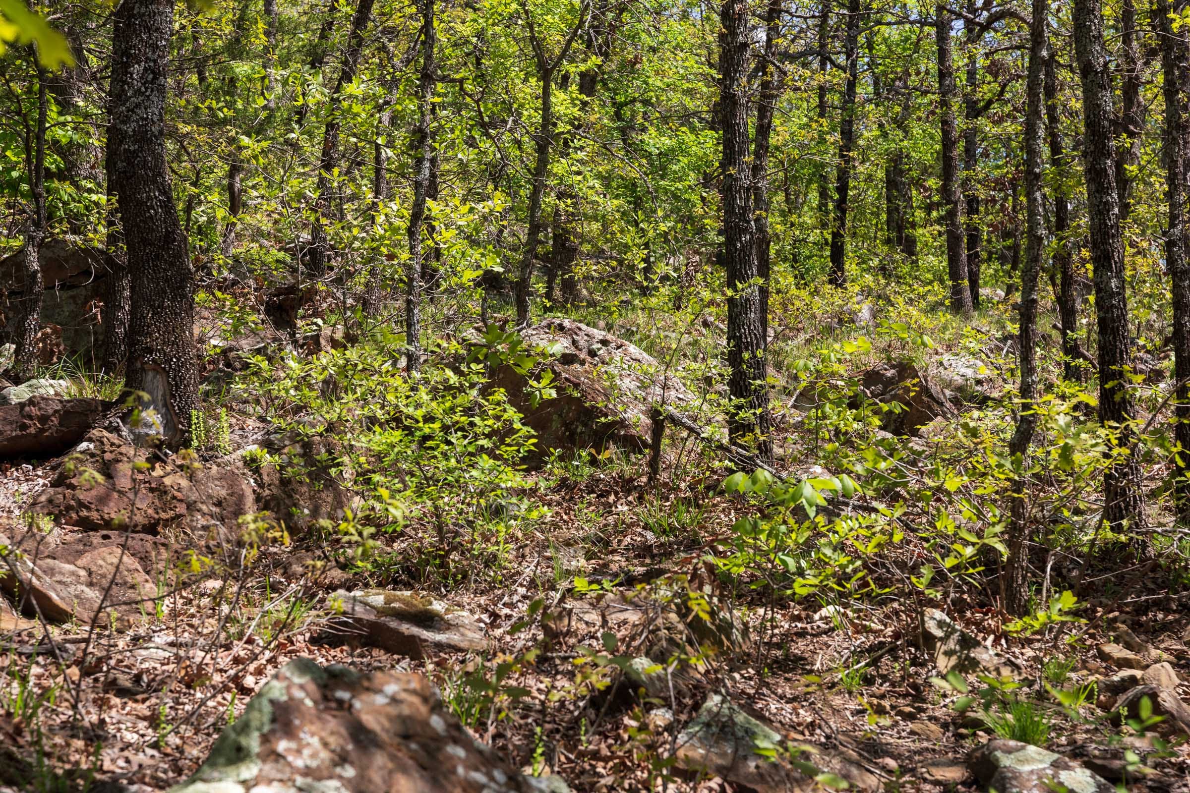 Allie’s Acres Tract 4 photo 13
