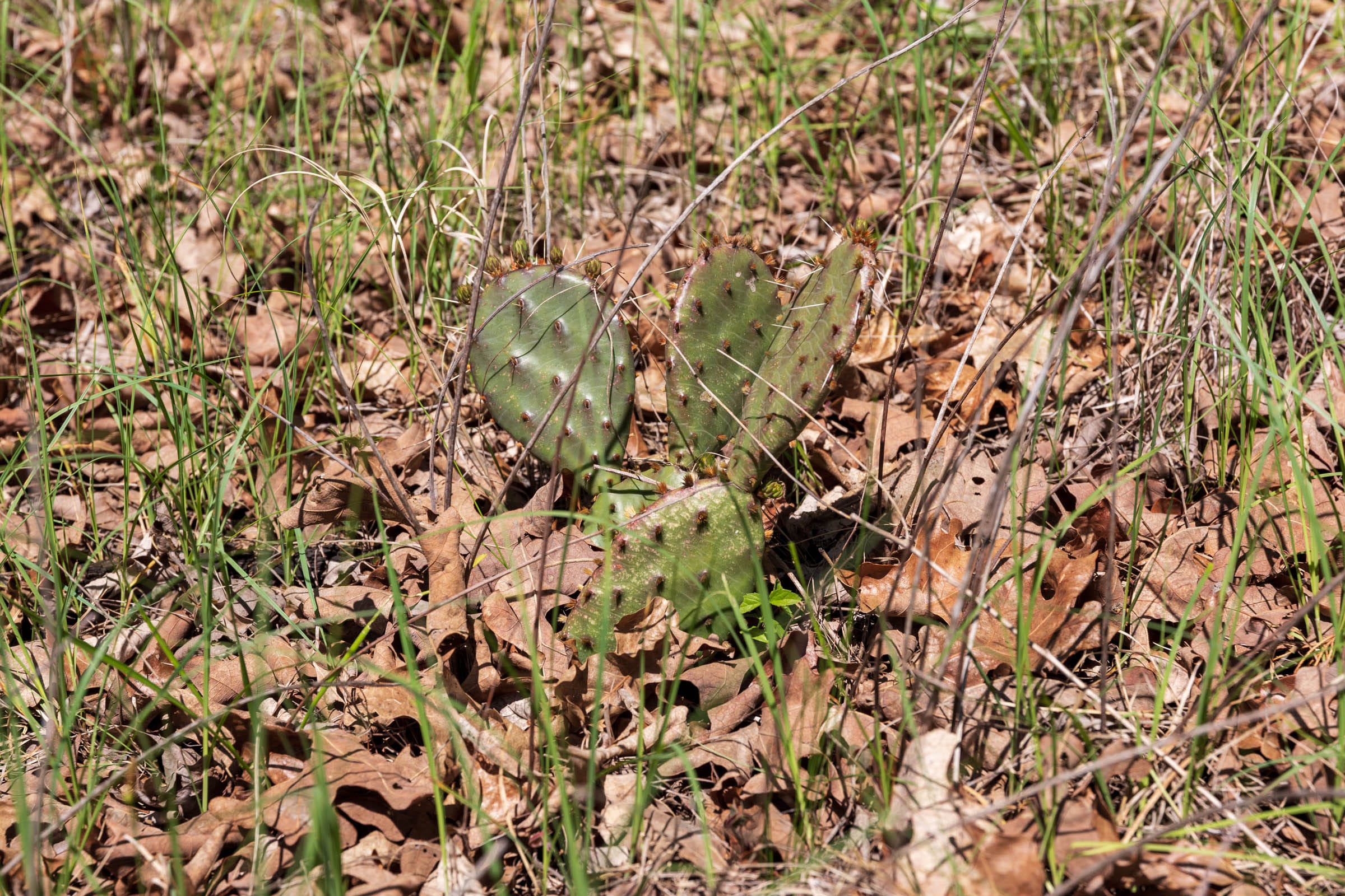 Allie’s Acres Tract 4 photo 16