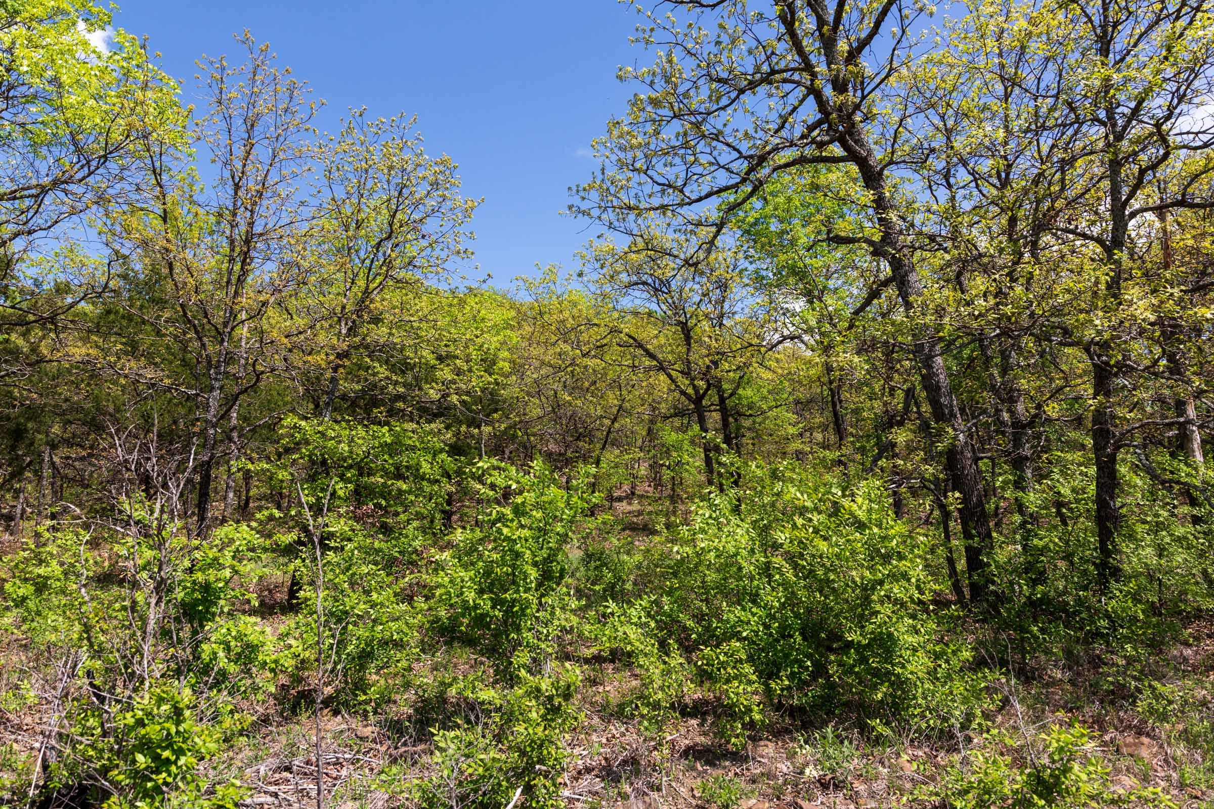 Allie’s Acres Tract 4 photo 17