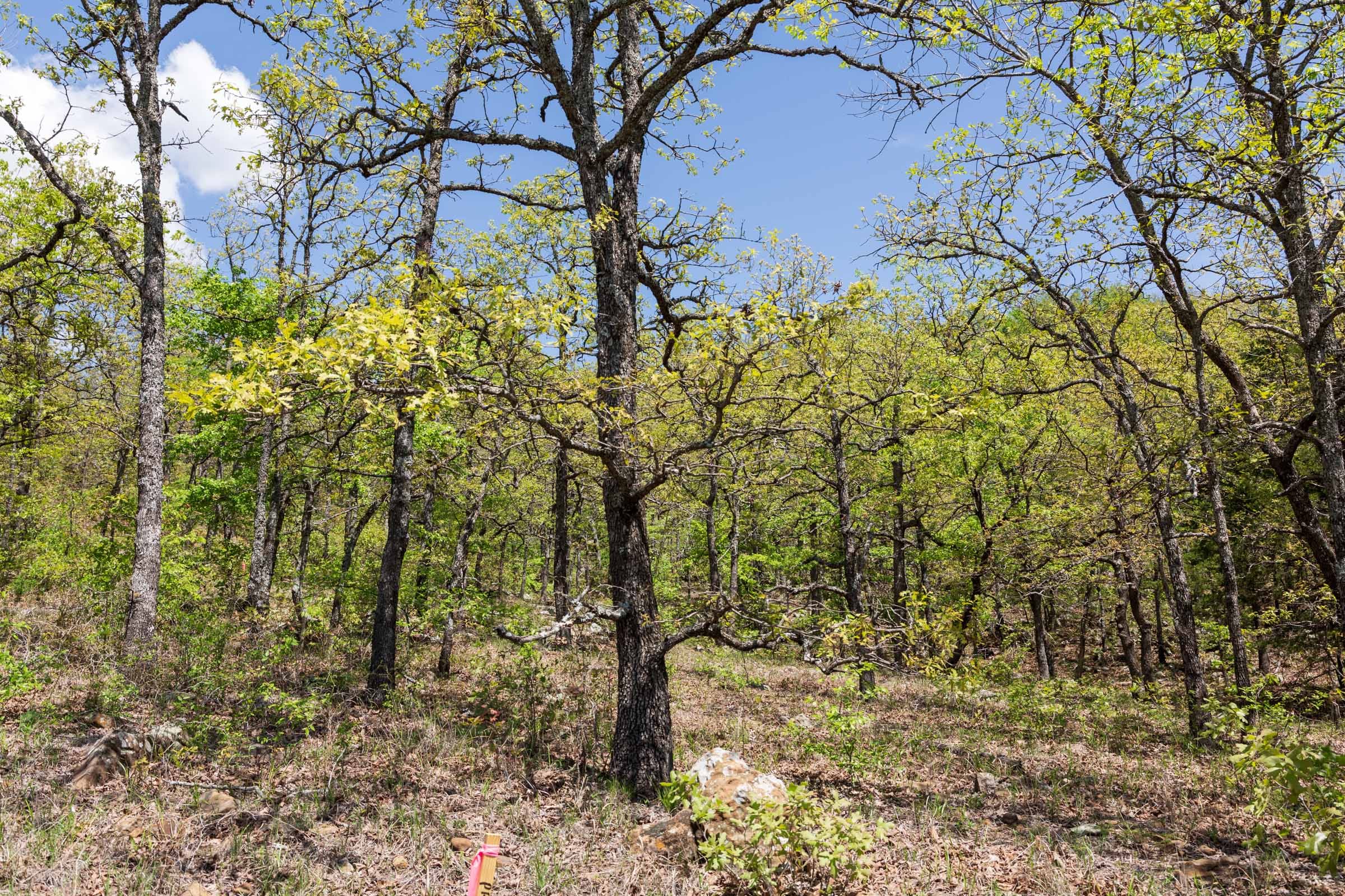 Allie’s Acres Tract 4 photo 21