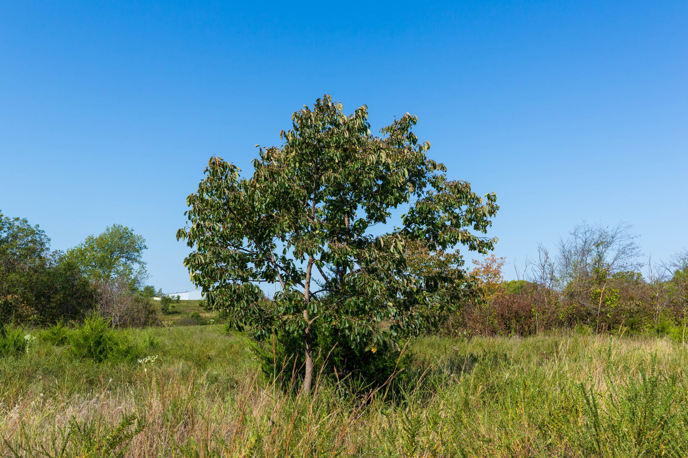 Canyon Creek Tract 8 photo 6