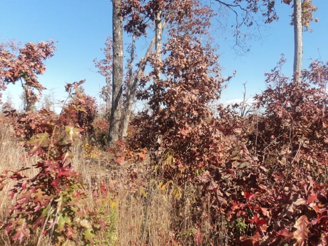 Blue Sky Ranch Tract 10 photo 7