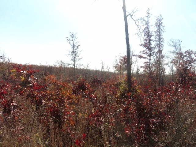 Blue Sky Ranch Tract 10 photo 8
