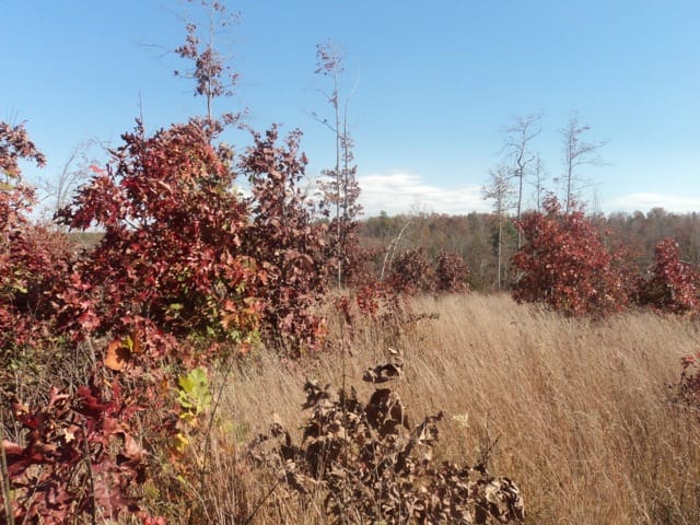 Blue Sky Ranch Tract 10 photo 9