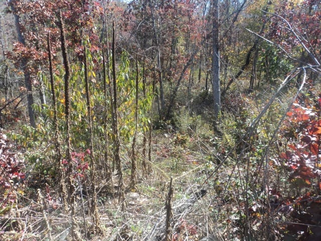 Blue Sky Ranch Tract 10 photo 14
