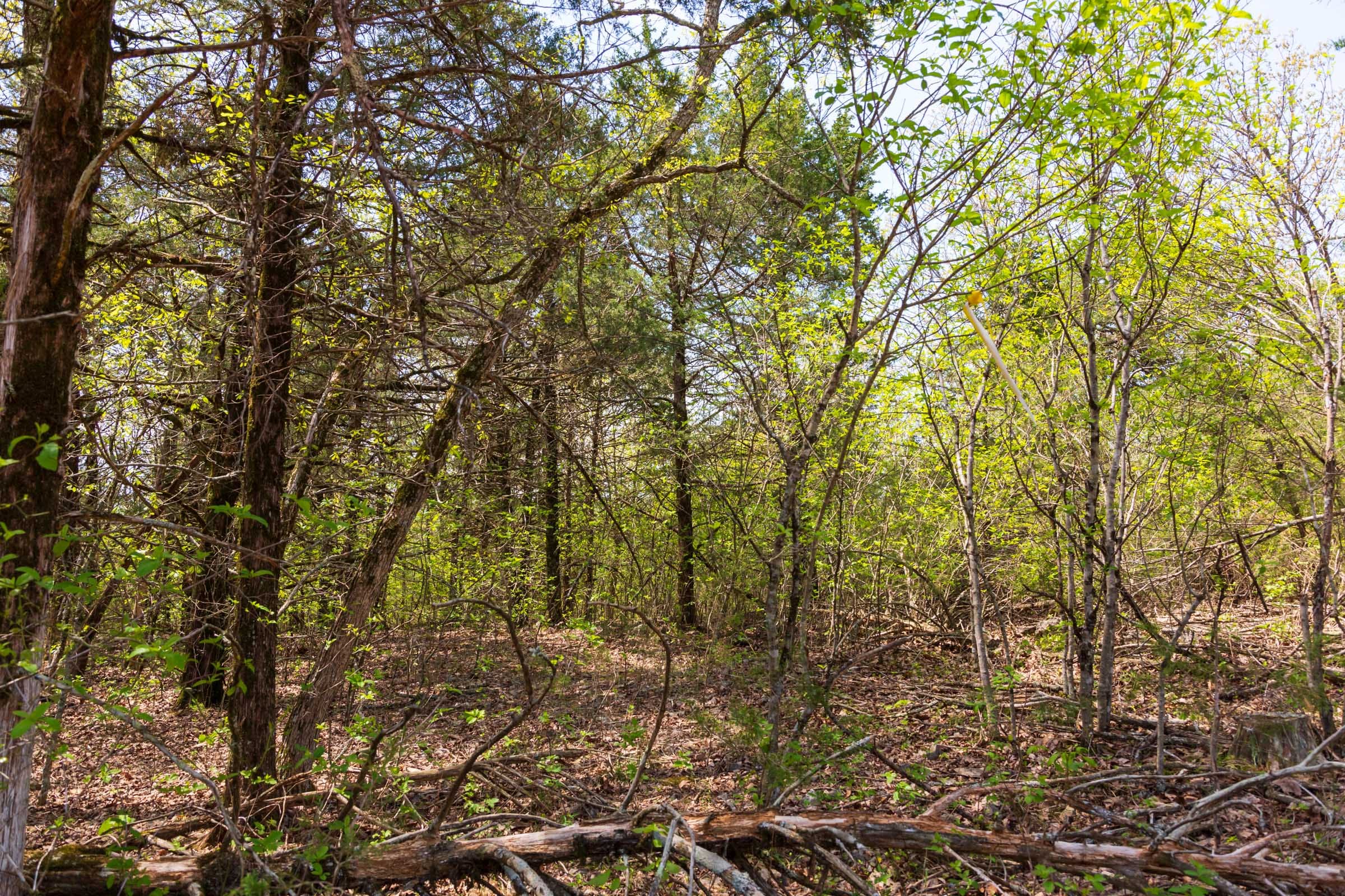 Autumnwood Tract 4 photo 4