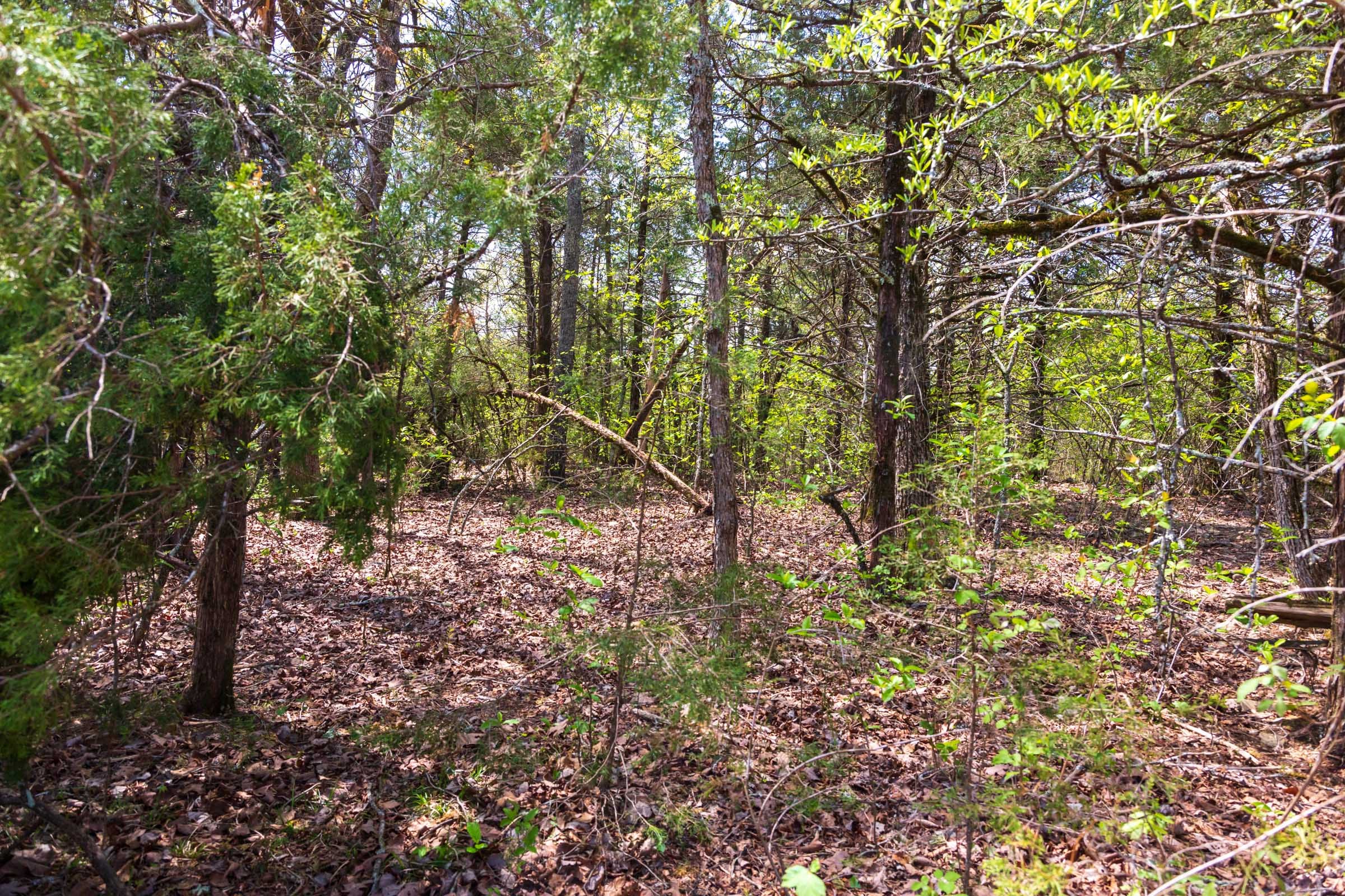 Autumnwood Tract 4 photo 5