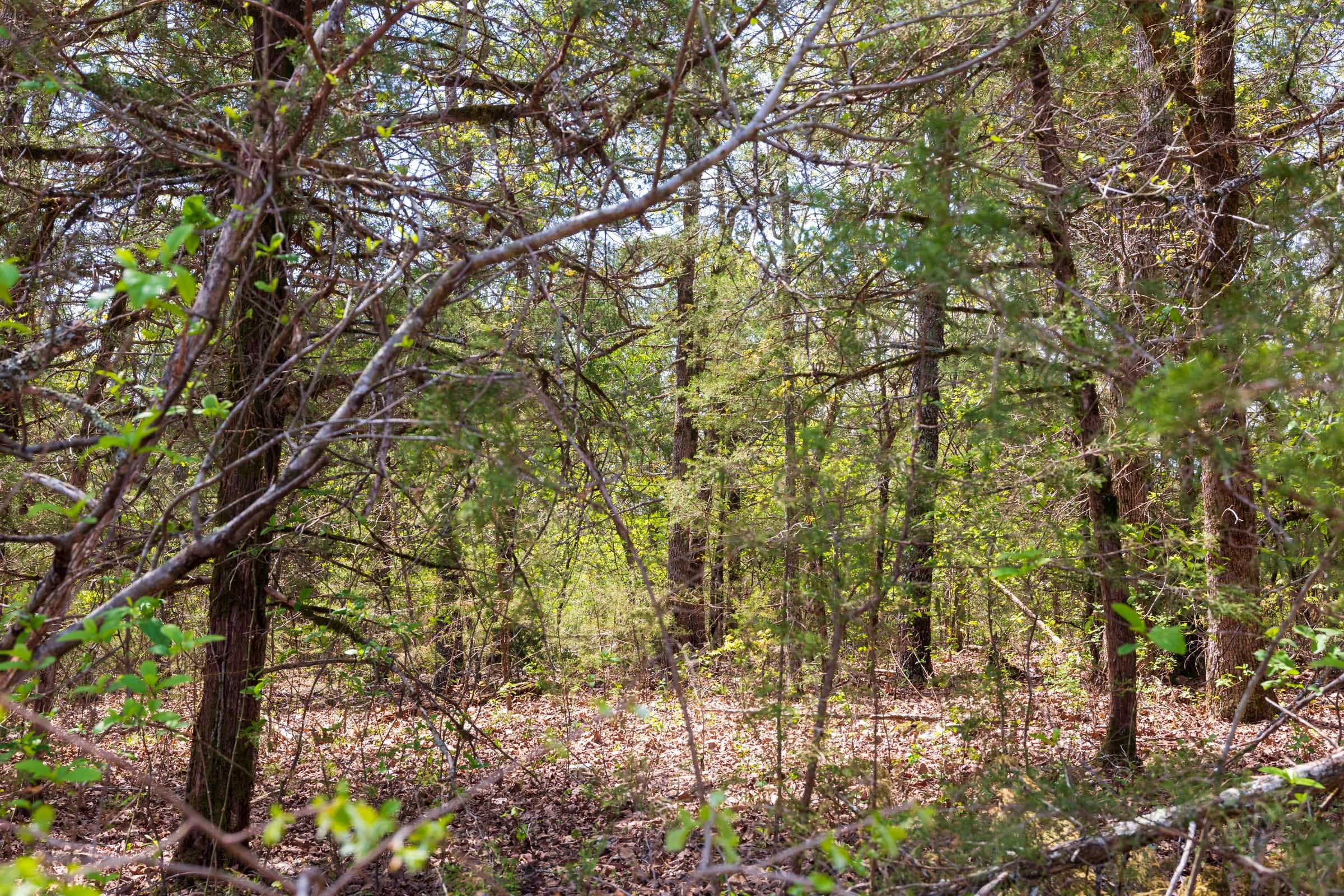Autumnwood Tract 4 photo 6