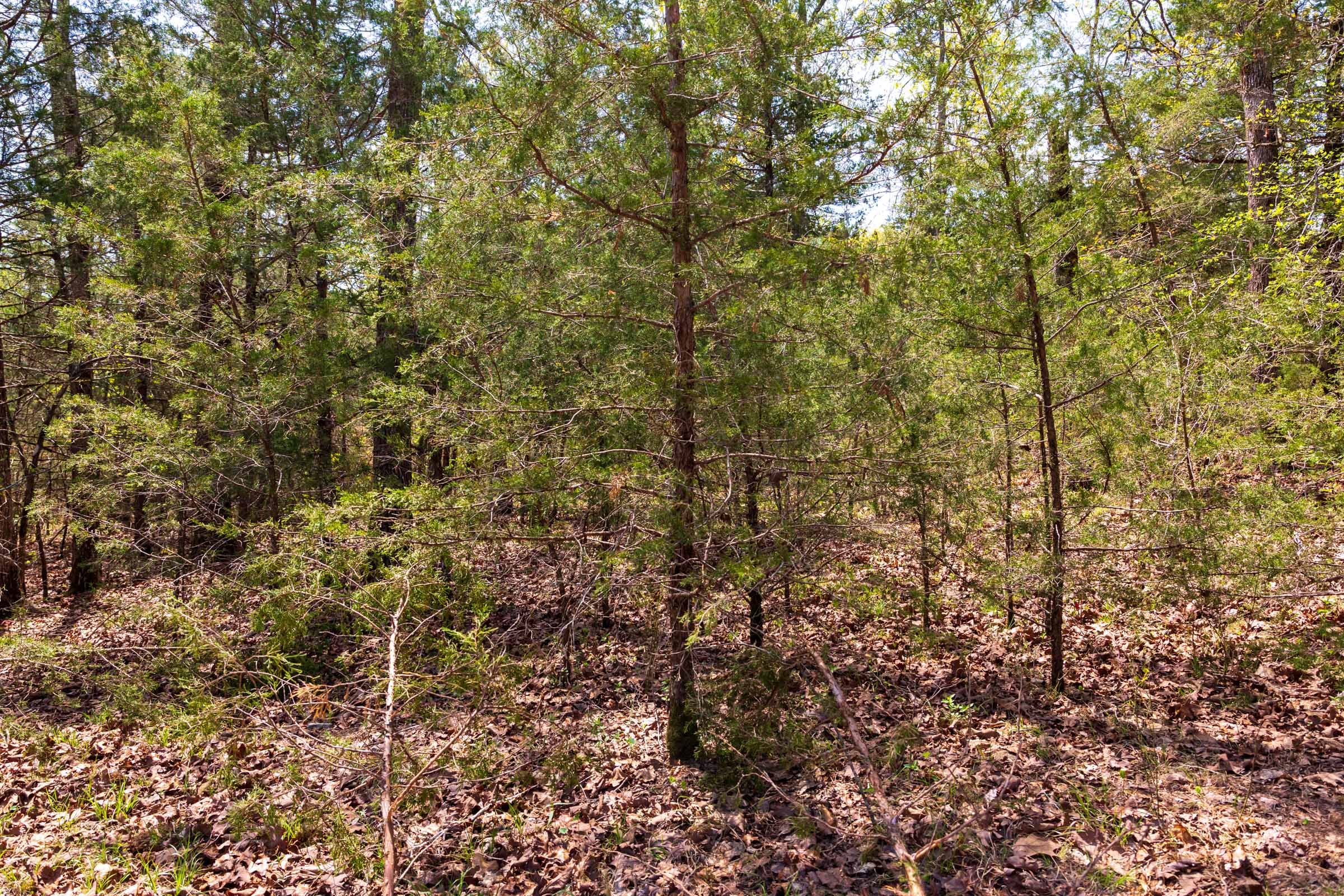 Autumnwood Tract 4 photo 7