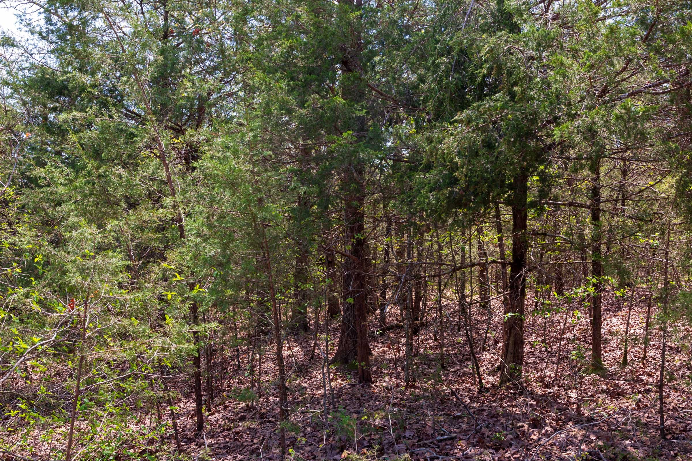 Autumnwood Tract 4 photo 8