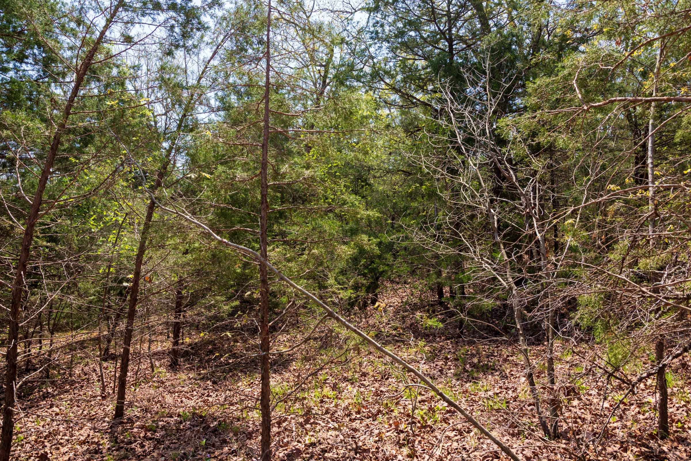 Autumnwood Tract 4 photo 9