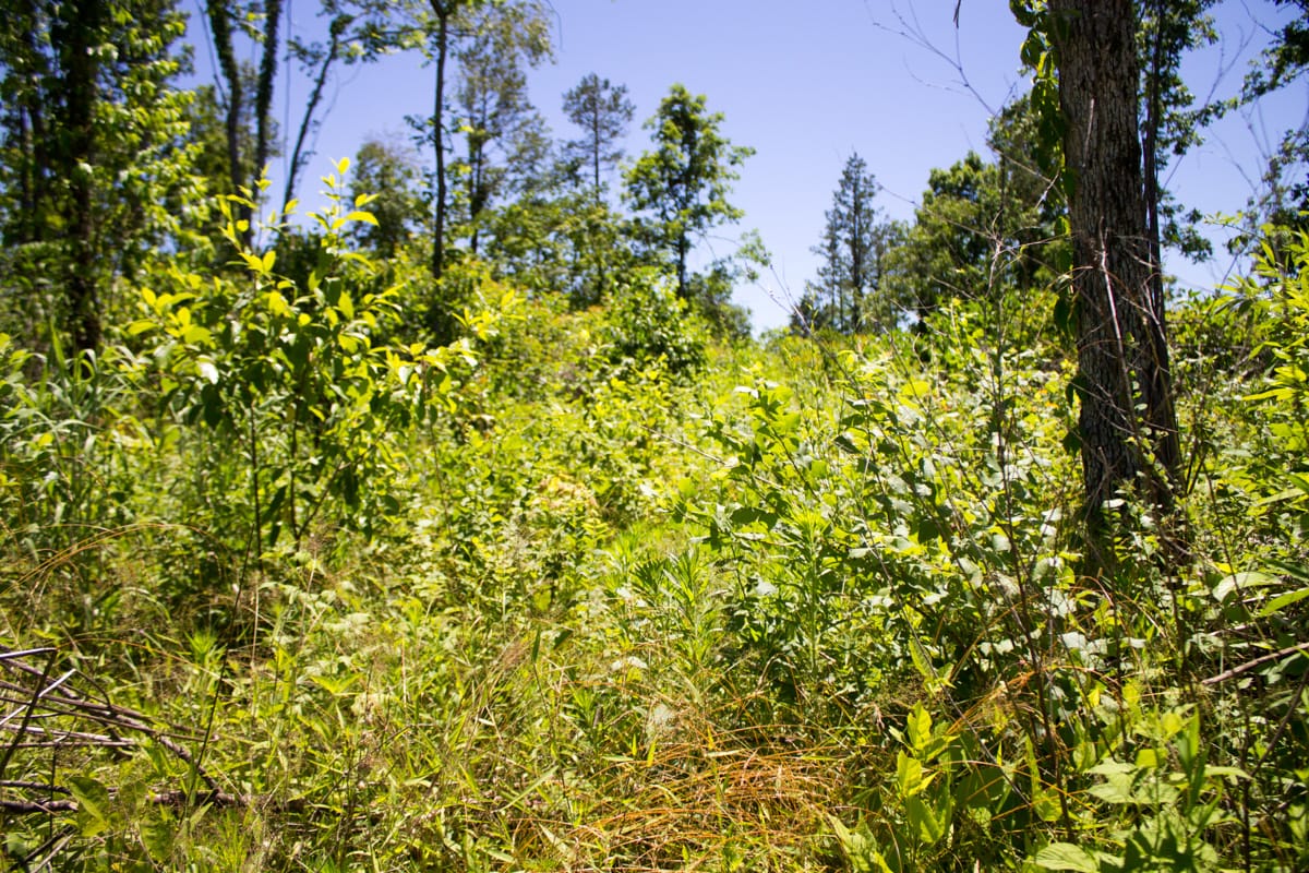 Timber Crossing Tract 24 photo 2
