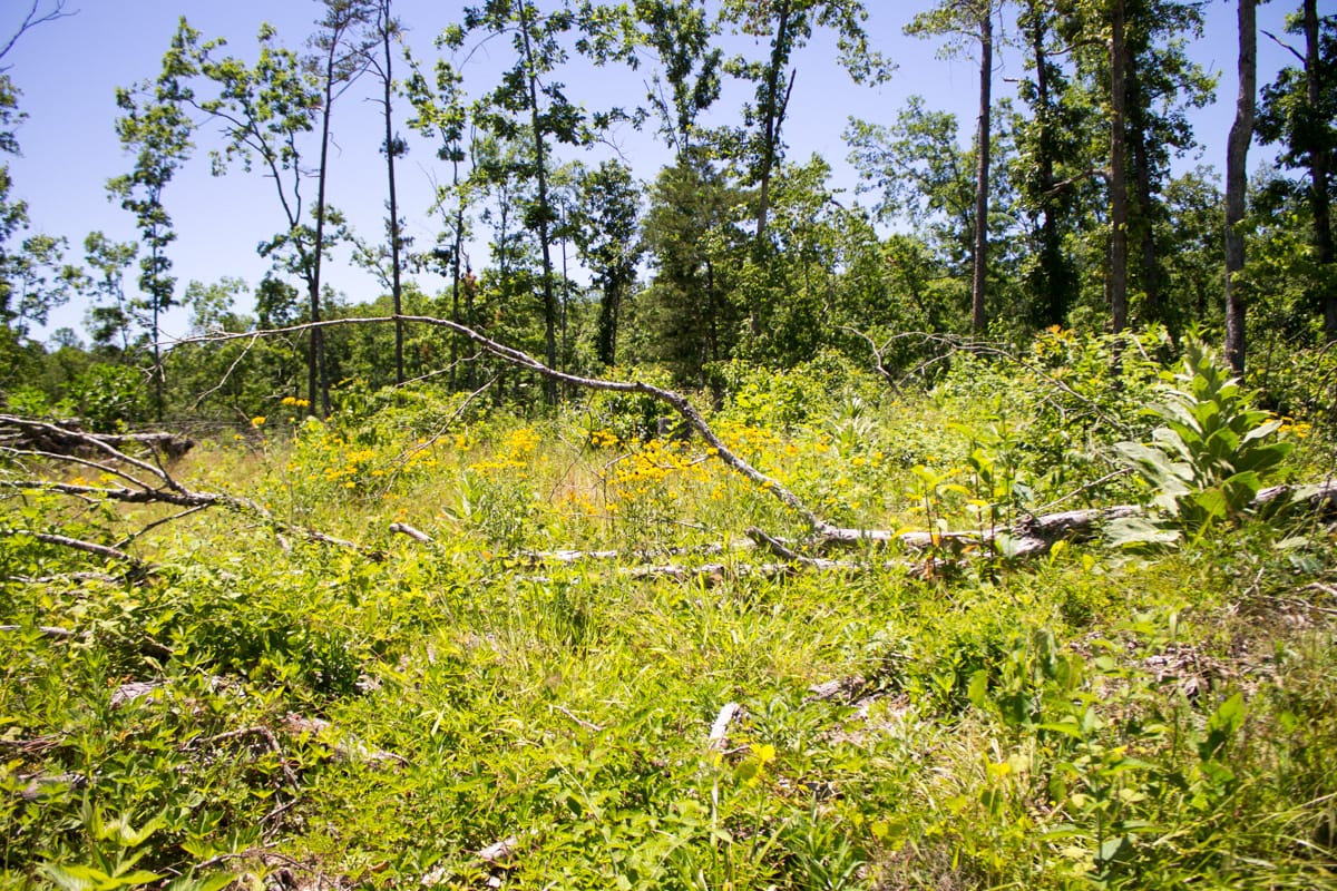 Timber Crossing Tract 24 photo 3