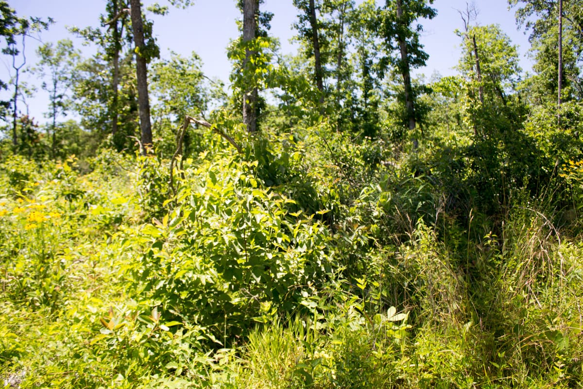 Timber Crossing Tract 24 photo 4