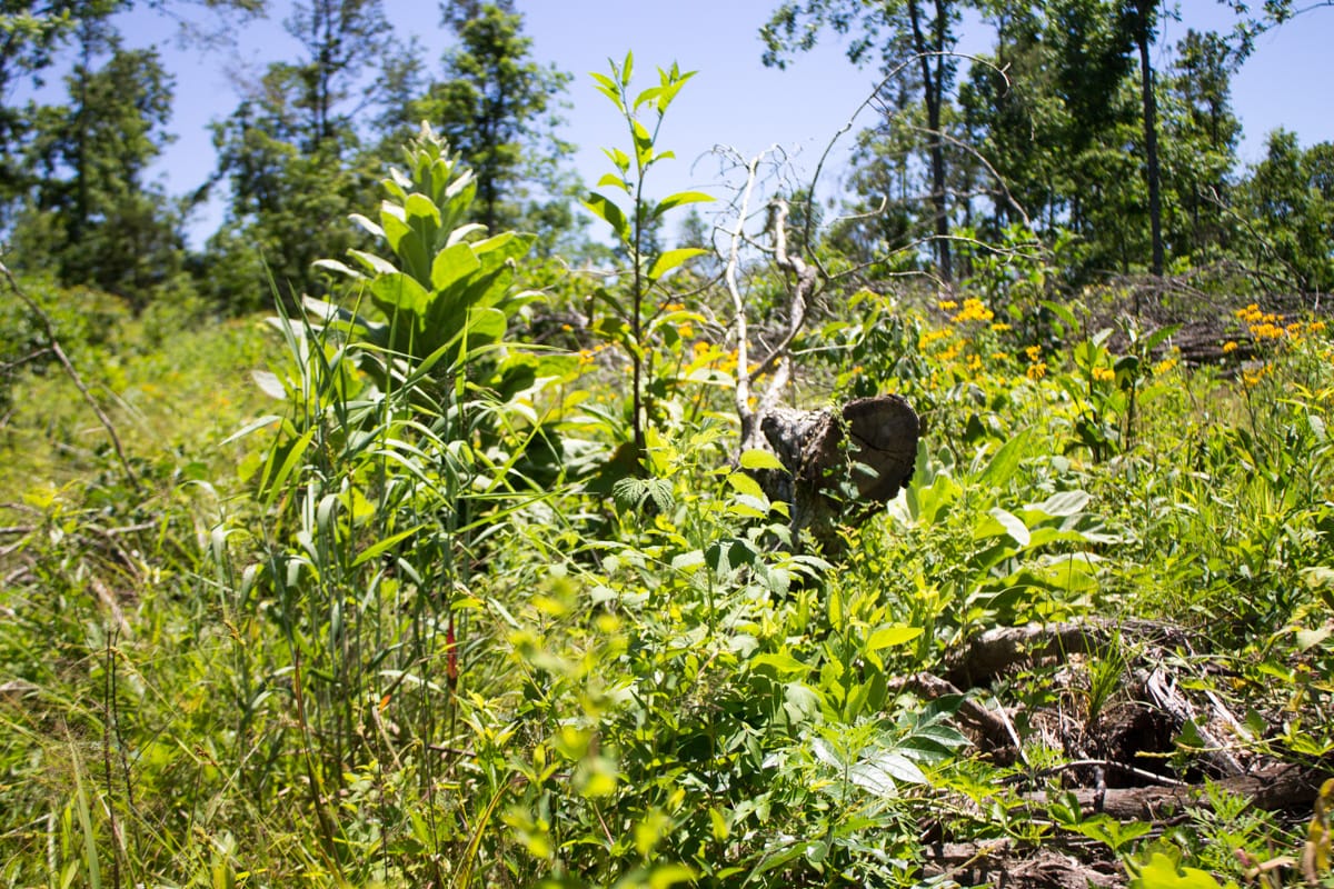 Timber Crossing Tract 24 photo 5