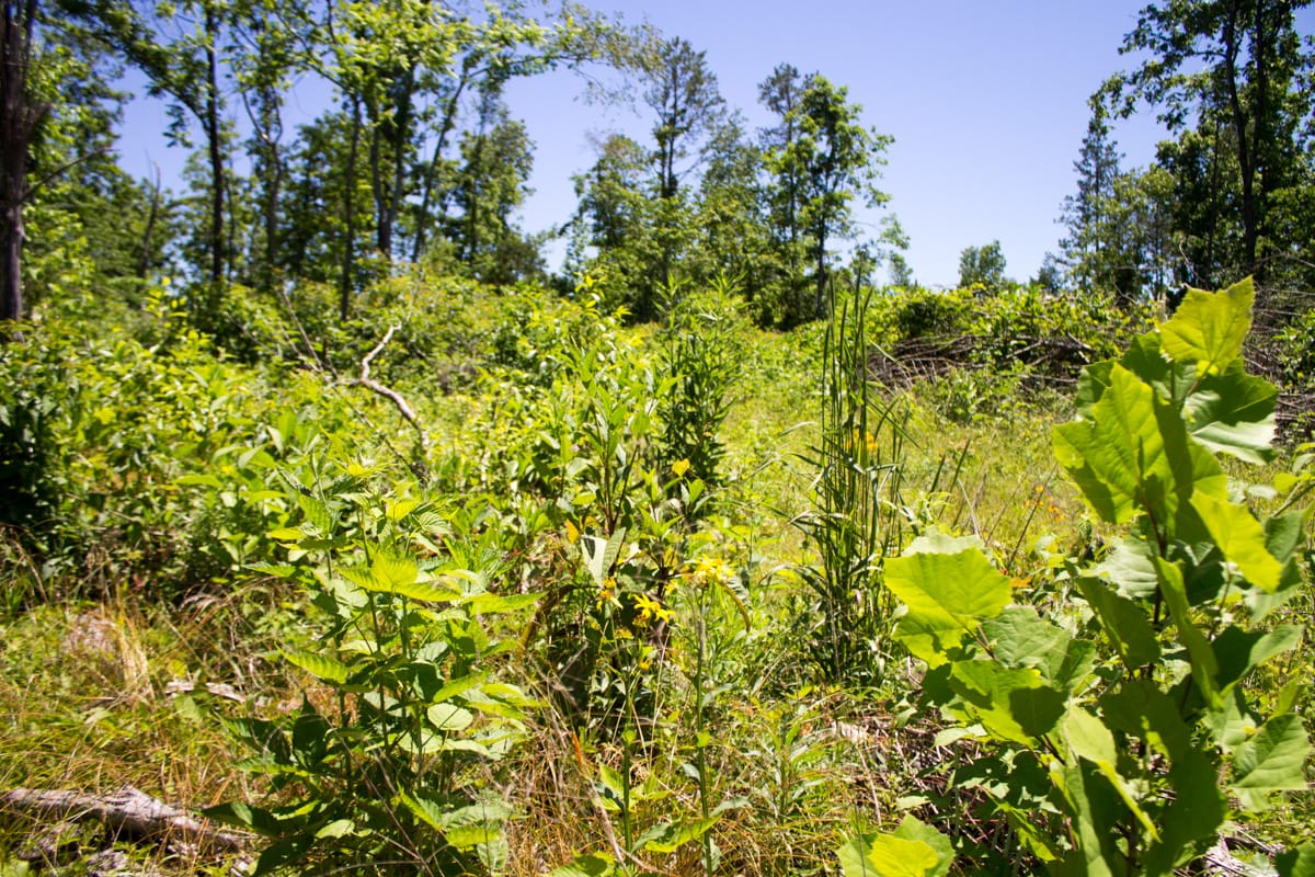 Timber Crossing Tract 24 photo 6