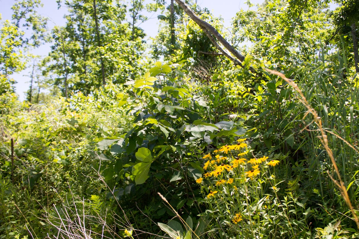 Timber Crossing Tract 24 photo 7