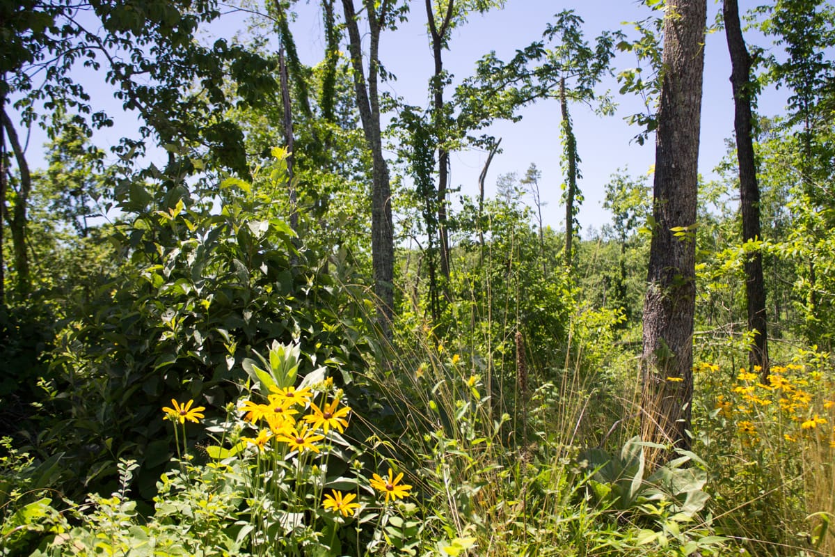 Timber Crossing Tract 24 photo 8