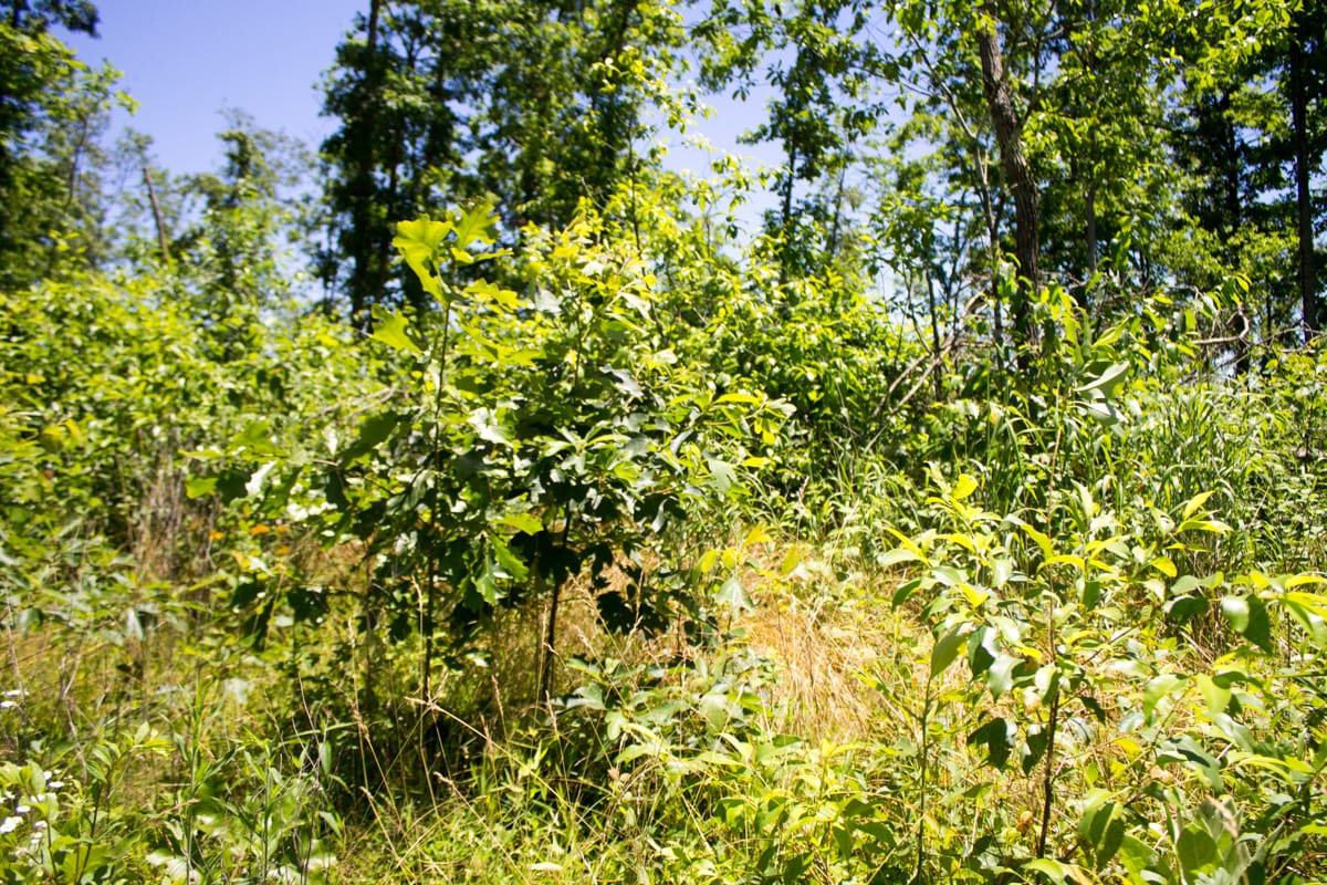 Timber Crossing Tract 24 photo 9