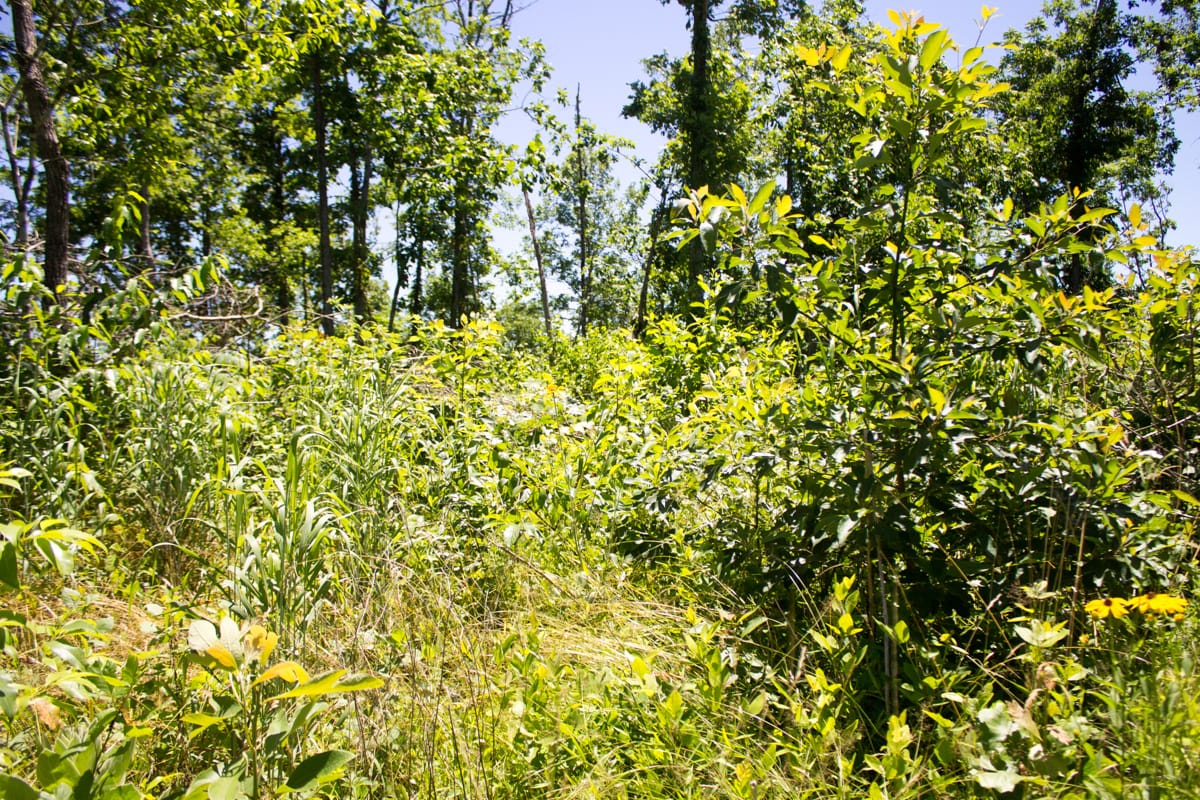 Timber Crossing Tract 24 photo 10