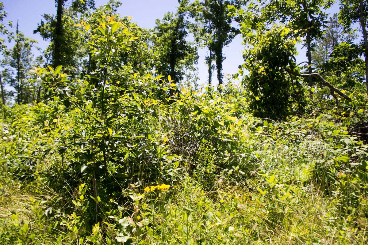 Timber Crossing Tract 24 photo 11