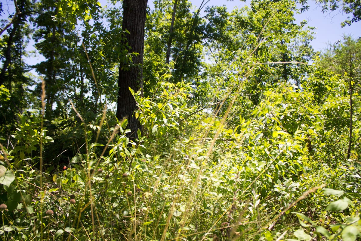 Timber Crossing Tract 24 photo 12
