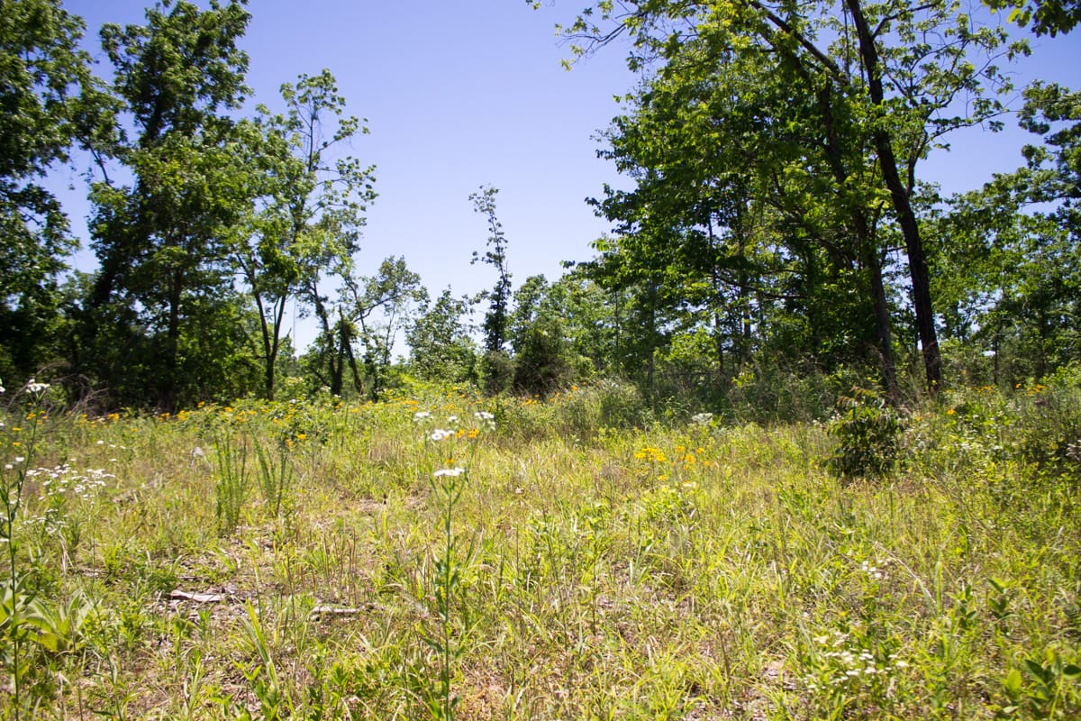 Timber Crossing Tract 24 photo 14