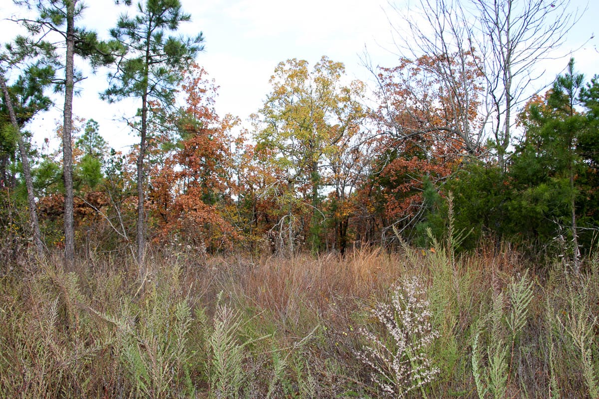 Stone Creek Phase III Tract 59 photo 8