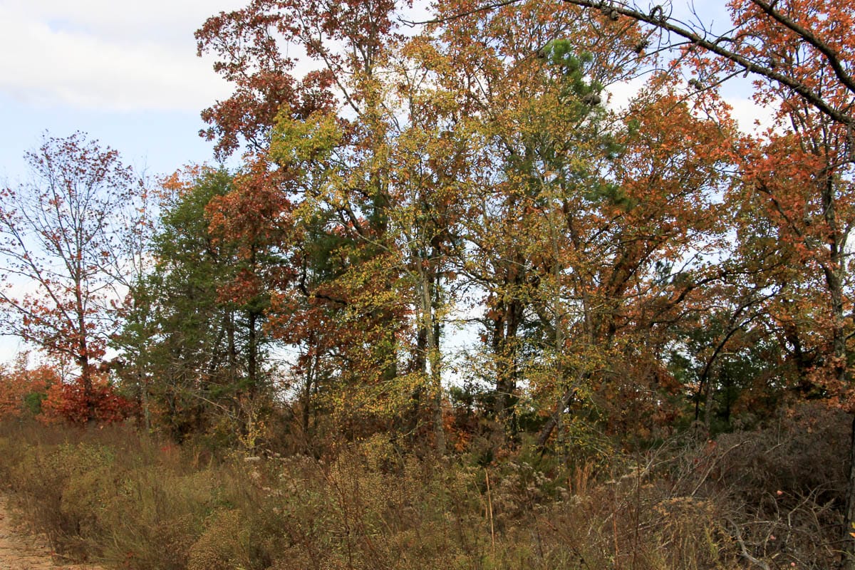 Stone Creek Phase III Tract 59 photo 10